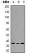 Activating Transcription Factor 1 antibody, abx133558, Abbexa, Western Blot image 