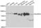 Engulfment And Cell Motility 3 antibody, PA5-77159, Invitrogen Antibodies, Western Blot image 