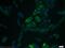 Keratin 15 antibody, 60247-1-Ig, Proteintech Group, Immunofluorescence image 