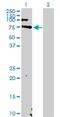 EBF Transcription Factor 1 antibody, H00001879-D01P, Novus Biologicals, Western Blot image 