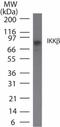 Inhibitor Of Nuclear Factor Kappa B Kinase Subunit Beta antibody, TA336378, Origene, Western Blot image 