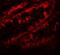Periphilin 1 antibody, orb178885, Biorbyt, Immunofluorescence image 