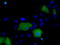 Sorting nexin-9 antibody, TA501322, Origene, Immunofluorescence image 