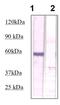 Phosphatase And Tensin Homolog antibody, TA354567, Origene, Western Blot image 