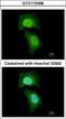 M-Phase Phosphoprotein 6 antibody, GTX115368, GeneTex, Immunocytochemistry image 