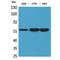Protein Disulfide Isomerase Family A Member 3 antibody, LS-C386993, Lifespan Biosciences, Western Blot image 