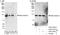Adducin 2 antibody, A303-742A, Bethyl Labs, Immunoprecipitation image 
