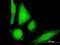 Caspase Recruitment Domain Family Member 16 antibody, H00114769-B01P, Novus Biologicals, Immunocytochemistry image 