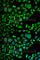 Apolipoprotein D antibody, A5297, ABclonal Technology, Immunofluorescence image 