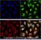 Forkhead Box L2 antibody, NBP2-70013, Novus Biologicals, Immunofluorescence image 