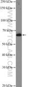 Tripartite Motif Containing 16 antibody, 24403-1-AP, Proteintech Group, Western Blot image 