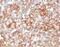 Basigin (Ok Blood Group) antibody, 33-992, ProSci, Immunohistochemistry frozen image 
