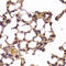 Histone Deacetylase 4 antibody, 23-304, ProSci, Immunohistochemistry paraffin image 