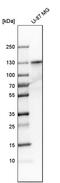 PPFIA Binding Protein 1 antibody, PA5-51663, Invitrogen Antibodies, Western Blot image 