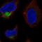 Transmembrane And Coiled-Coil Domains 4 antibody, PA5-64955, Invitrogen Antibodies, Immunofluorescence image 