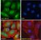 Nuclear Receptor Subfamily 1 Group H Member 2 antibody, 45-849, ProSci, Enzyme Linked Immunosorbent Assay image 