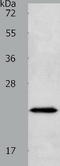 Neurogenin 1 antibody, TA321749, Origene, Western Blot image 