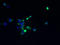 Transmembrane Protein 174 antibody, A61378-100, Epigentek, Immunofluorescence image 