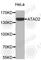 ATPase Family AAA Domain Containing 2 antibody, A8382, ABclonal Technology, Western Blot image 