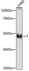 T antibody, 16-788, ProSci, Western Blot image 