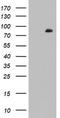 F-Box And WD Repeat Domain Containing 7 antibody, LS-C789680, Lifespan Biosciences, Western Blot image 