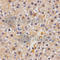 Heat Shock Transcription Factor 2 antibody, A2747, ABclonal Technology, Immunohistochemistry paraffin image 