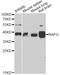 NSF Attachment Protein Gamma antibody, A14076, ABclonal Technology, Western Blot image 