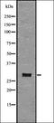 TNF Receptor Superfamily Member 4 antibody, orb336807, Biorbyt, Western Blot image 