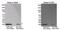 C-X-C Motif Chemokine Ligand 11 antibody, GTX54751, GeneTex, Western Blot image 