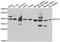 Eukaryotic Translation Initiation Factor 3 Subunit H antibody, PA5-77102, Invitrogen Antibodies, Western Blot image 