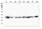 Cyclin Dependent Kinase 1 antibody, M00209-6, Boster Biological Technology, Western Blot image 