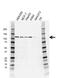 Cbl Proto-Oncogene antibody, VMA00510, Bio-Rad (formerly AbD Serotec) , Western Blot image 