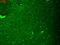 Hyperpolarization Activated Cyclic Nucleotide Gated Potassium Channel 4 antibody, LS-C227695, Lifespan Biosciences, Immunofluorescence image 