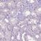 Solute Carrier Family 35 Member C1 antibody, PA5-64146, Invitrogen Antibodies, Immunohistochemistry frozen image 