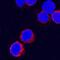 Interferon Gamma antibody, AF2300, R&D Systems, Immunocytochemistry image 