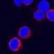 Interferon Gamma antibody, AF2300, R&D Systems, Immunocytochemistry image 