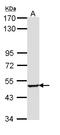 Sestrin 3 antibody, LS-B14182, Lifespan Biosciences, Western Blot image 