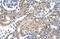 Cholinergic Receptor Nicotinic Beta 2 Subunit antibody, PA5-40996, Invitrogen Antibodies, Immunohistochemistry frozen image 