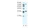 Midline 1 antibody, 28-162, ProSci, Western Blot image 