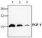 Fibroblast Growth Factor 1 antibody, GTX59831, GeneTex, Western Blot image 