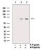 Protein Kinase AMP-Activated Catalytic Subunit Alpha 1 antibody, GTX52341, GeneTex, Western Blot image 