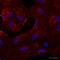 AXL Receptor Tyrosine Kinase antibody, ab89224, Abcam, Immunofluorescence image 