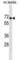 Phospholipase D Family Member 3 antibody, abx031208, Abbexa, Western Blot image 