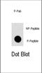 Autophagy Related 16 Like 1 antibody, abx031958, Abbexa, Dot Blot image 