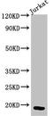 T-cell surface glycoprotein CD3 zeta chain antibody, CSB-PA10499A0Rb, Cusabio, Western Blot image 