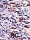 Protein Kinase C Eta antibody, abx033118, Abbexa, Immunohistochemistry frozen image 