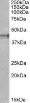 Opioid Receptor Kappa 1 antibody, LS-C139717, Lifespan Biosciences, Western Blot image 