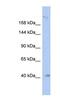 Kinesin Family Member 1A antibody, NBP1-80033, Novus Biologicals, Western Blot image 