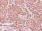 Ankyrin Repeat And SOCS Box Containing 9 antibody, NBP1-32541, Novus Biologicals, Immunohistochemistry frozen image 