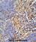 Major Histocompatibility Complex, Class II, DR Beta 5 antibody, abx034532, Abbexa, Western Blot image 